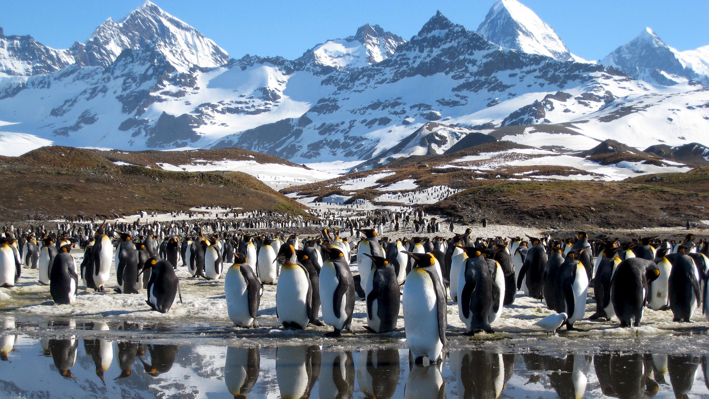 "Terra X: Wilde Winterwelten": Königspinguine vor Wasser und im Hintergrund eine Berglandschaft.