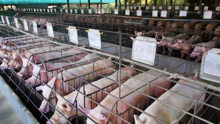 "planet e.: Tierschutz, Tierwohl, Tierrecht - Was und die Würde der Kreatur bedeutet": Viele Schweine, in Metallkäfigen auf engstem Raum eingepfercht.