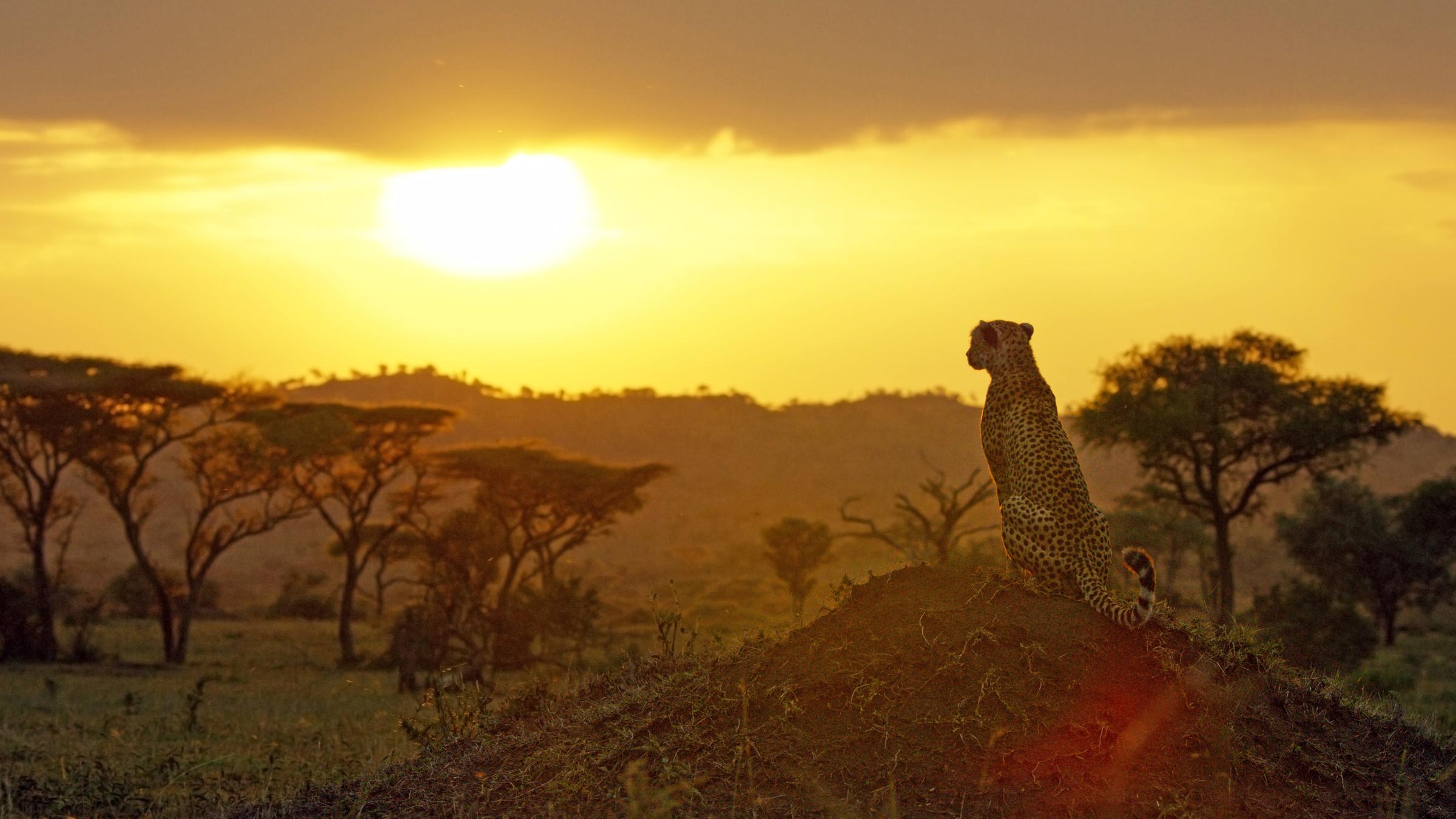 "Terra X: Serengeti - Helden der Savanne": Abendstimmung im Naturreservat Serengeti. Ein einzelner Gepard mit dem Rücken zur Kamera sitzt auf einem Hügel und blickt in die Ferne.