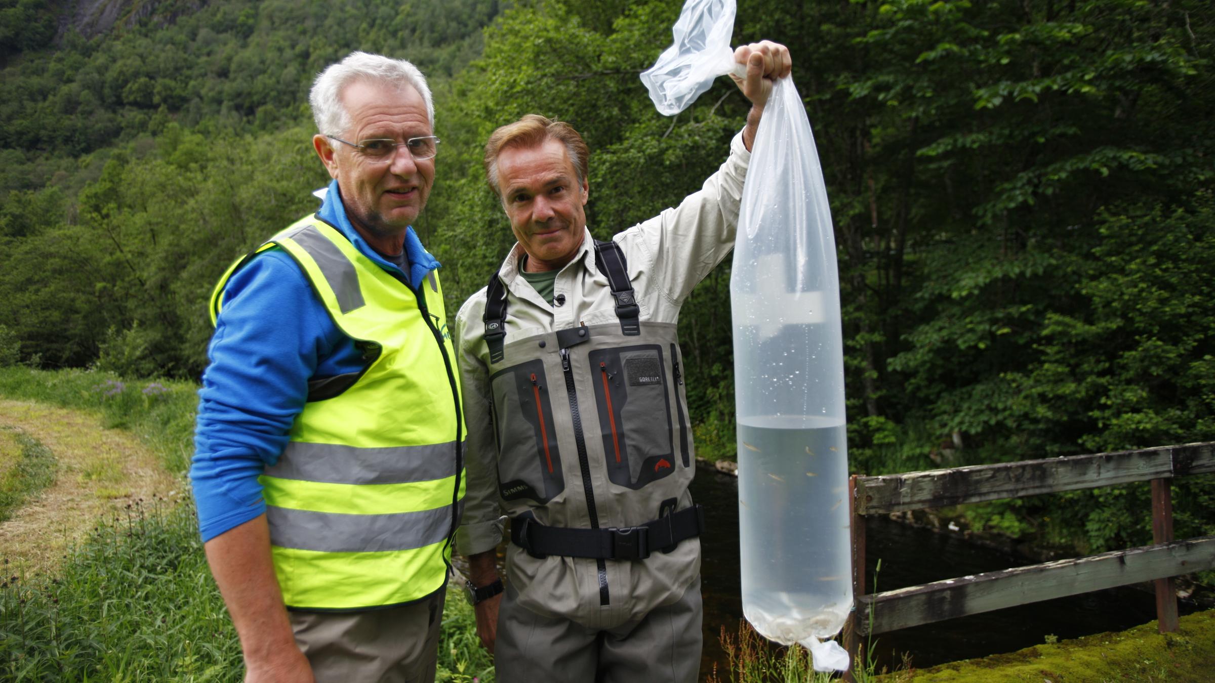 "Hannes Jaenicke - Im Einsatz für den Lachs": In Norwegen begleitet Hannes Jaenicke den Wissenschaftler Sven-Helge Pedersen bei seiner Arbeit für die Genbank Hardangerfjord. Die staatlich unterstützte Organisation züchtet wilde Lachse aus den Flüssen rund um den Fjord nach, um den dortigen Wild-Beständen zu helfen.