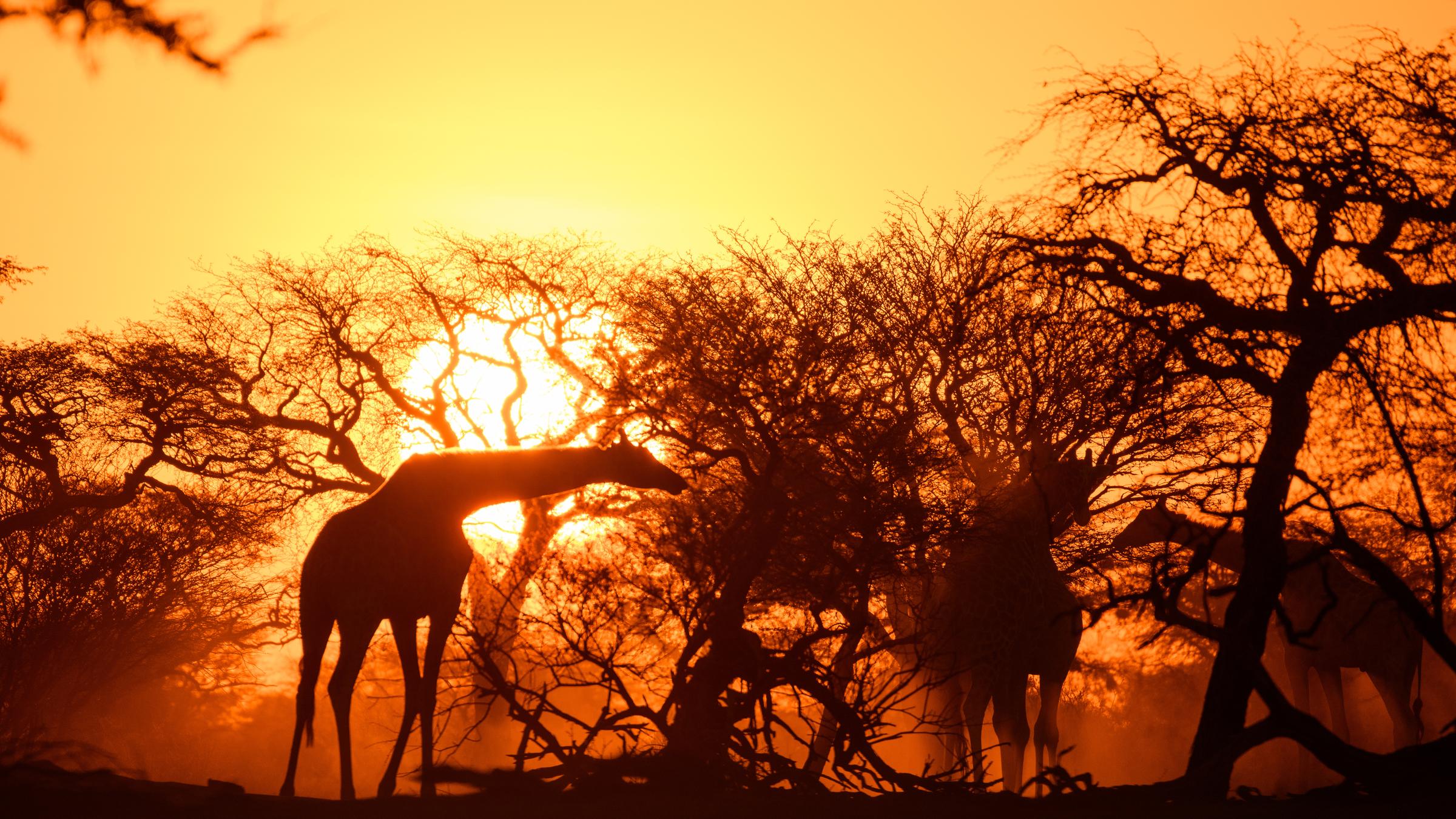 "Terra X - Abenteuer Namibia": Giraffen zwischen Bäumen vor der untergehenden Sonne.