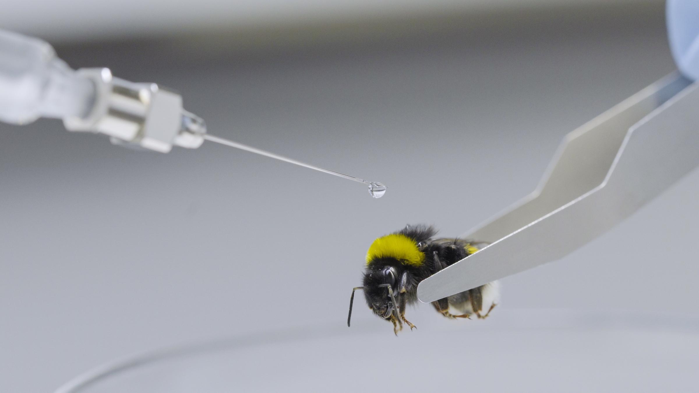 "planet e.: Die Insektenretter": Hummel in Nahaufnahme von einer Pinzette gehalten. An der Spitze einer Nadel hängt ein klarer Tropfen über dem Rücken der Hummel.