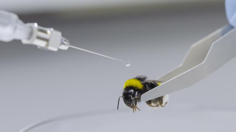 "planet e.: Die Insektenretter": Hummel in Nahaufnahme von einer Pinzette gehalten. An der Spitze einer Nadel hängt ein klarer Tropfen über dem Rücken der Hummel.