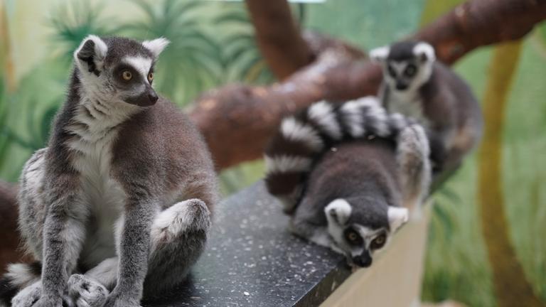 "planet e.: Virenalarm: Der Handel mit exotischen Wildtieren": Affen aus dem Tierpark Gettorf.