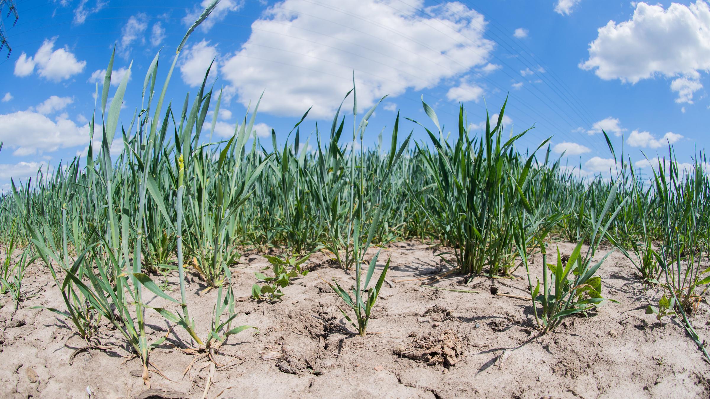 "ZDFzeit: Deutschland und der Klimawandel - Die Fakten von Harald Lesch": Getreidepflanzen stehen vereinzelt auf ausgetrocknetem, rissigem Ackerboden.