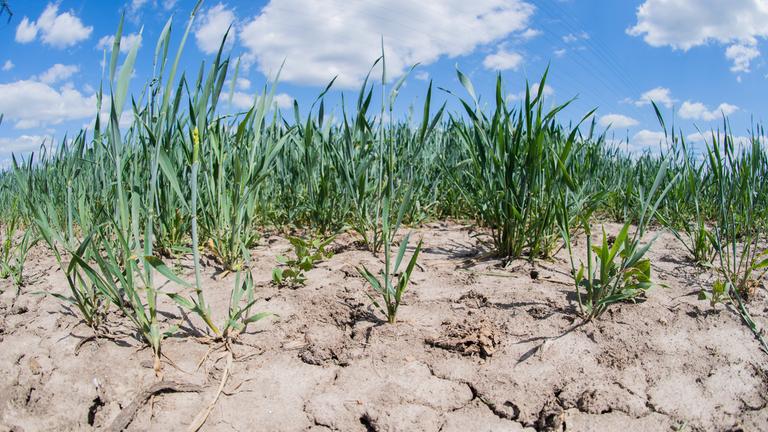 "ZDFzeit: Deutschland und der Klimawandel - Die Fakten von Harald Lesch": Getreidepflanzen stehen vereinzelt auf ausgetrocknetem, rissigem Ackerboden.