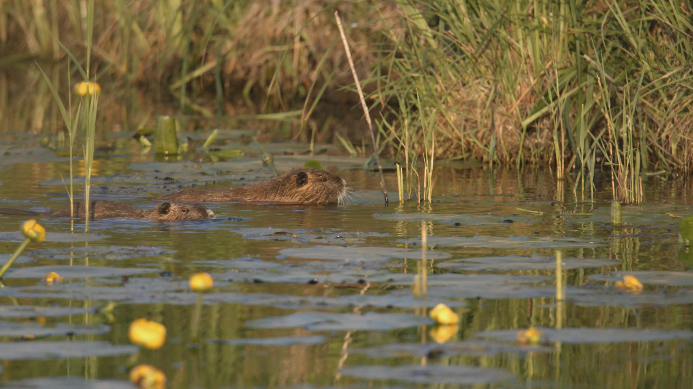 "planet e.: Waschbär, Nutria, Halsbandsittich - Deutschlands neue Tierarten": Zwei Nutria schwimmen durchs Wasser.