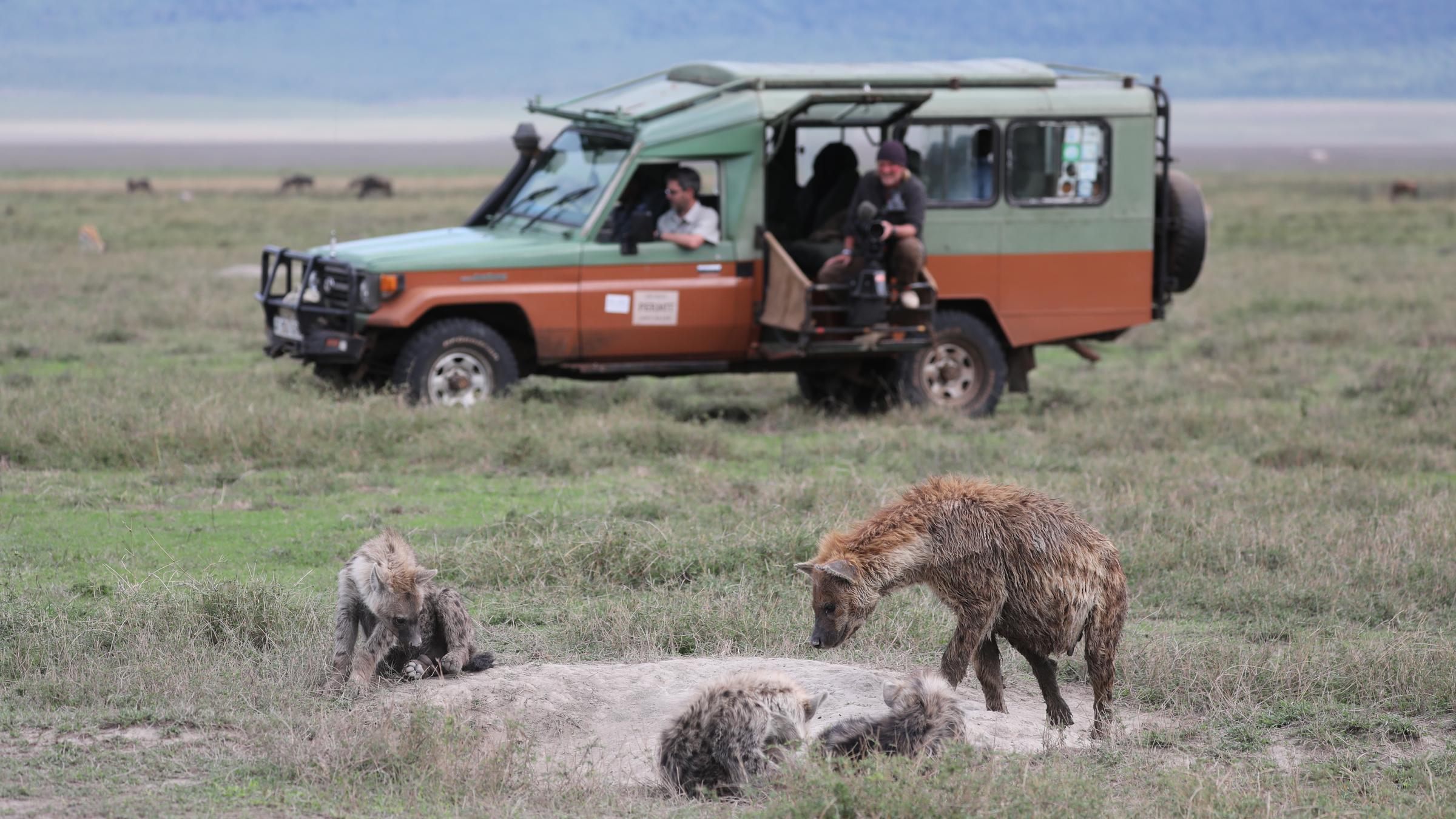  „Terra X: Kielings wilde Welt - Kreislauf des Lebens“: Im Hintergrund undeutlich Andreas Kieling in einem Jeep mit Kamera auf dem Knie. Im Vordergrund eine Gruppe von Hyänen.