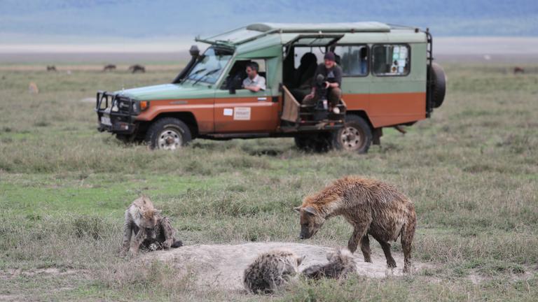  „Terra X: Kielings wilde Welt - Kreislauf des Lebens“: Im Hintergrund undeutlich Andreas Kieling in einem Jeep mit Kamera auf dem Knie. Im Vordergrund eine Gruppe von Hyänen.
