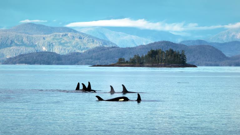 "Terra X: Die Sprache der Tiere": Blick auf eine Gruppe Orcas vor der Küste.