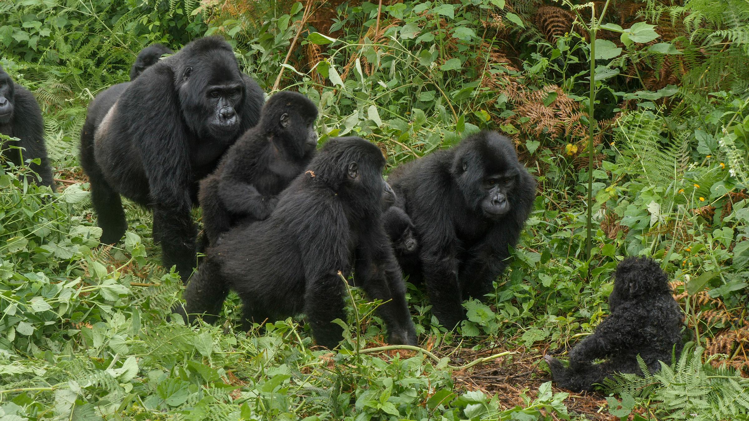 "Spione im Tierreich - Familienbande": Eine Gruppe von Berggorillas mit einem künstlichen Gorilla-Baby.