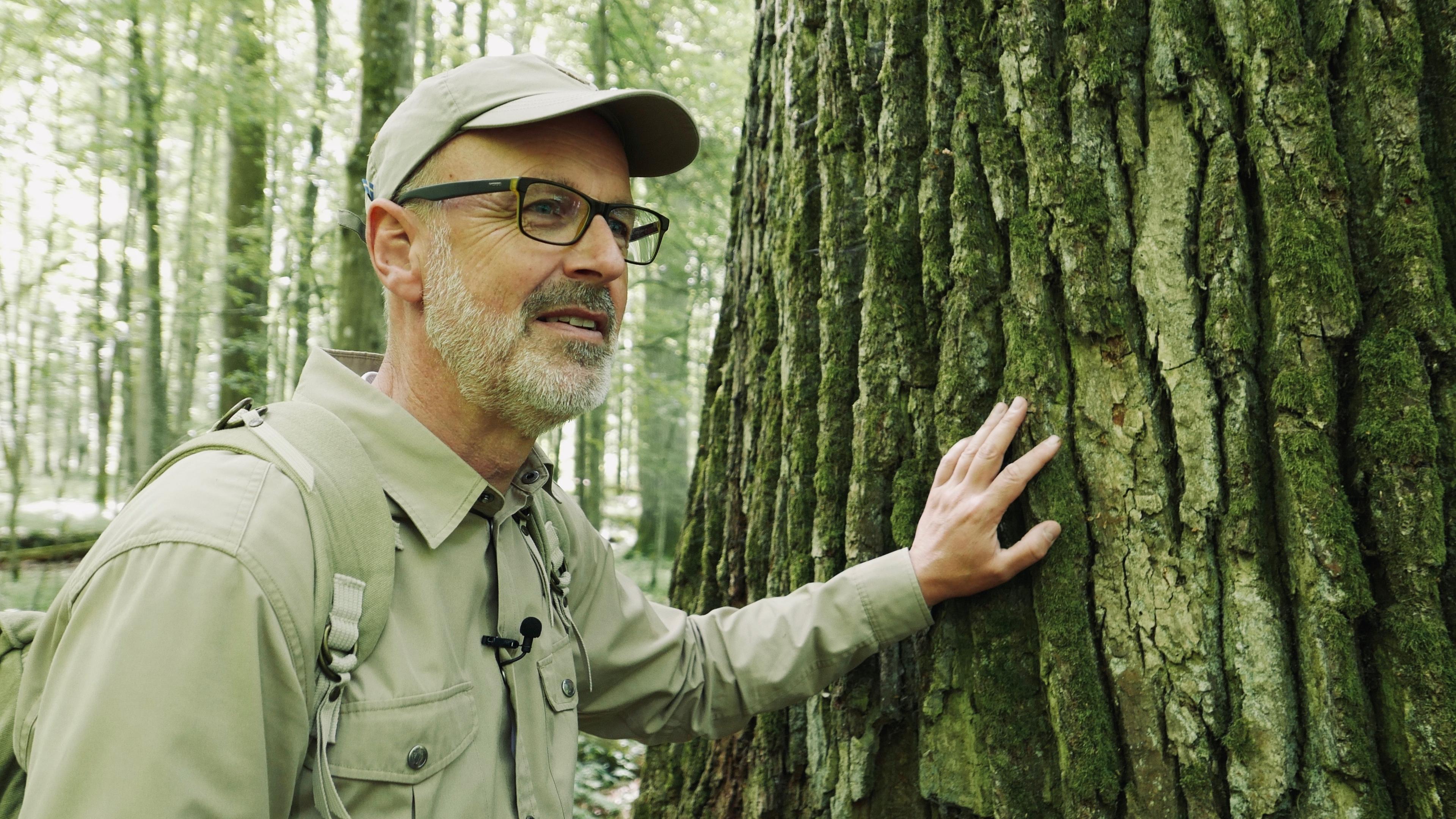 "Das geheime Leben der Bäume":  Ein freundlich lächelnder bärtiger Mann mit Brille und Baseball-Kappe – Peter Wohlleben – steht neben einem Baum mit mächtigem Stamm und betastet die Rinde.