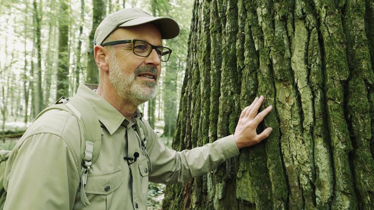 "Das geheime Leben der Bäume":  Ein freundlich lächelnder bärtiger Mann mit Brille und Baseball-Kappe – Peter Wohlleben – steht neben einem Baum mit mächtigem Stamm und betastet die Rinde.
