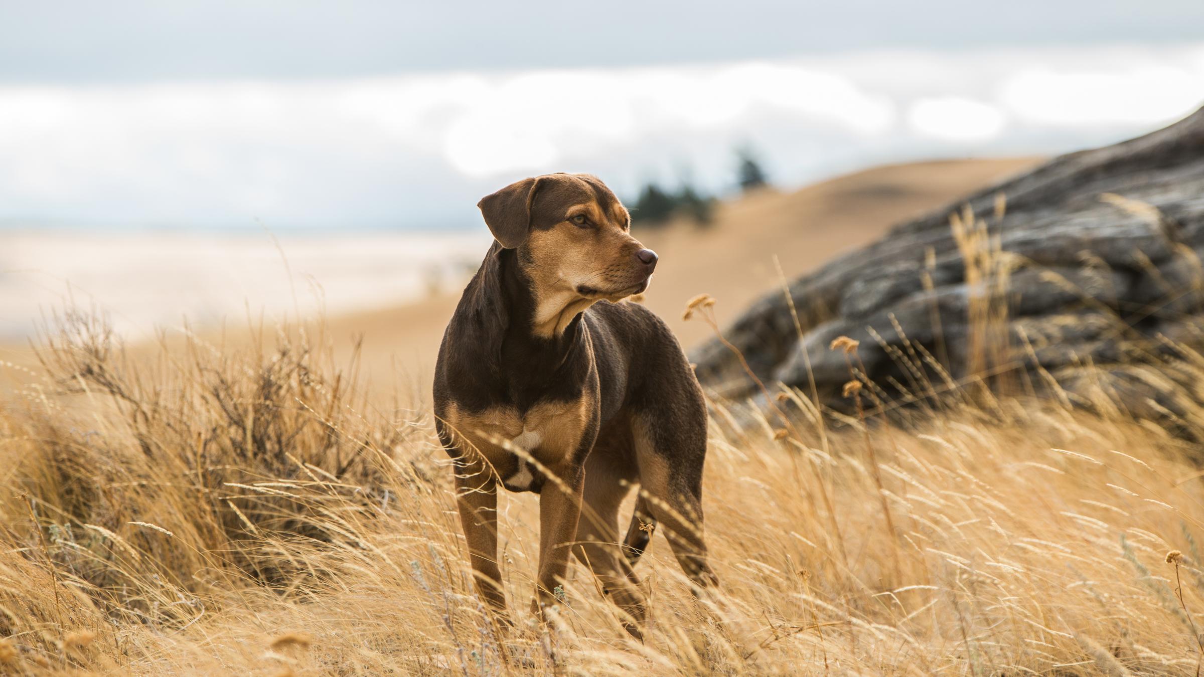 "Die unglaublichen Abenteuer von Bella": Die Hündin Bella steht mitten in einer Dünenlandschaft und scheint etwas zu beobachten. Sie schaut konzentriert zur Seite.