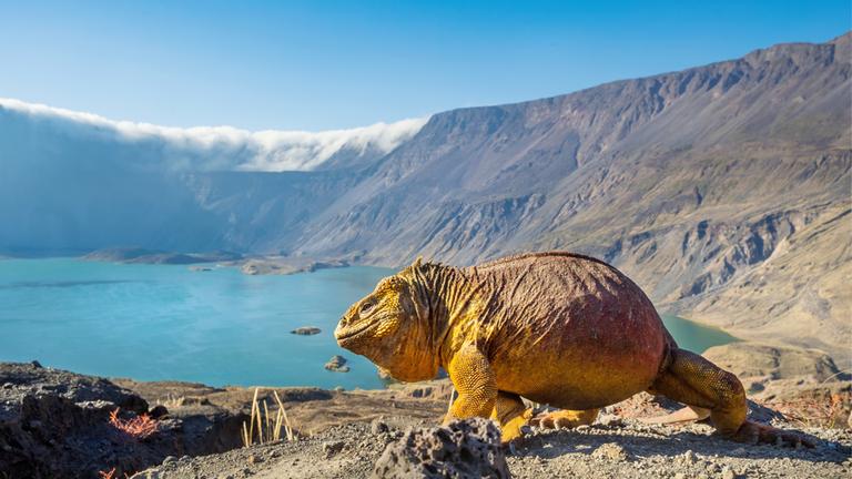"Terra X: Ein perfekter Planet - Vulkane": Fernandina Island, Galapagos. Ein Drusenkopf vor Vulkanlandschaft.