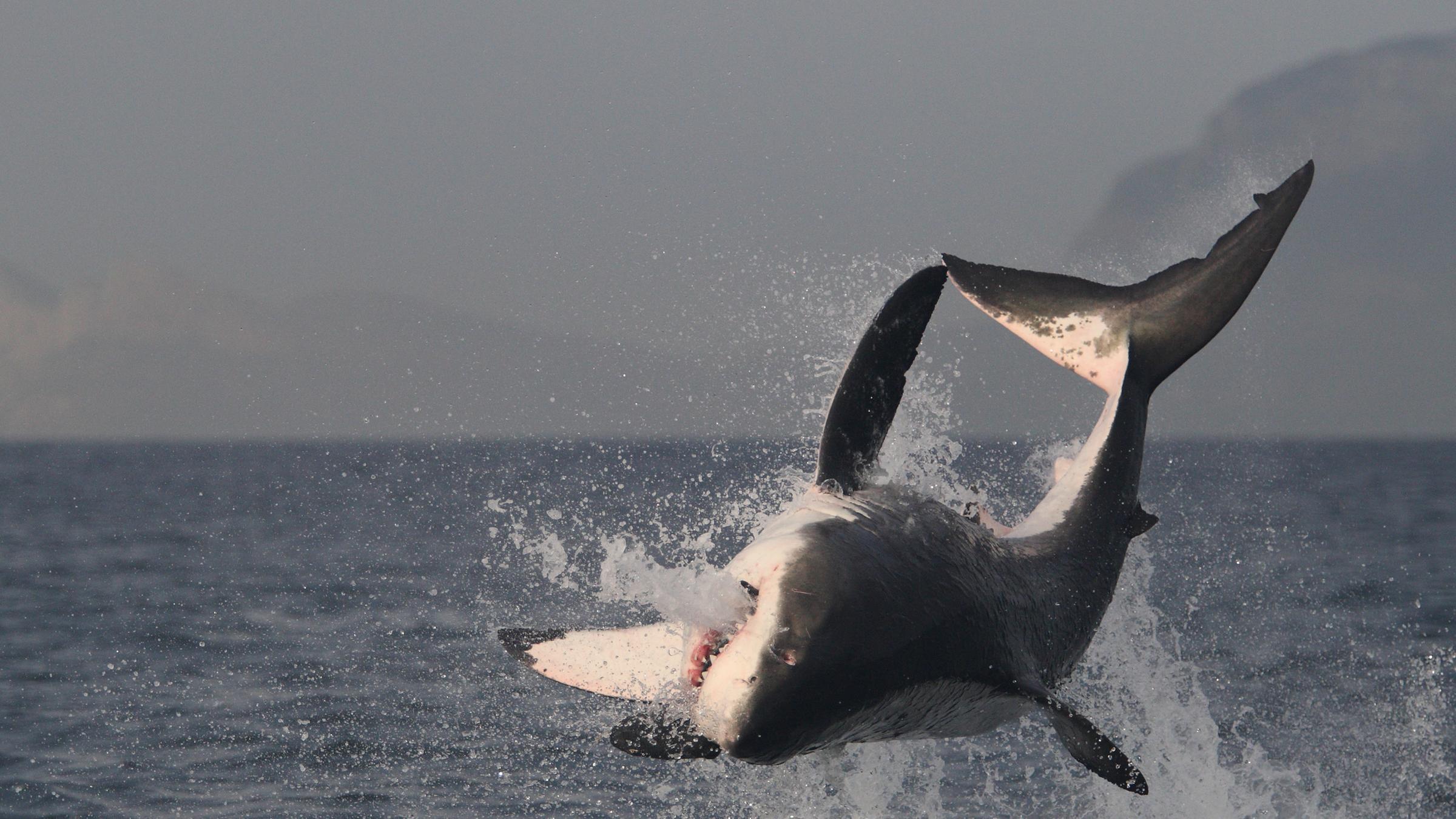 "planet e.: Alison Kock und der Weiße Hai": großer, weißer Hai vor Südafrika, False Bay.