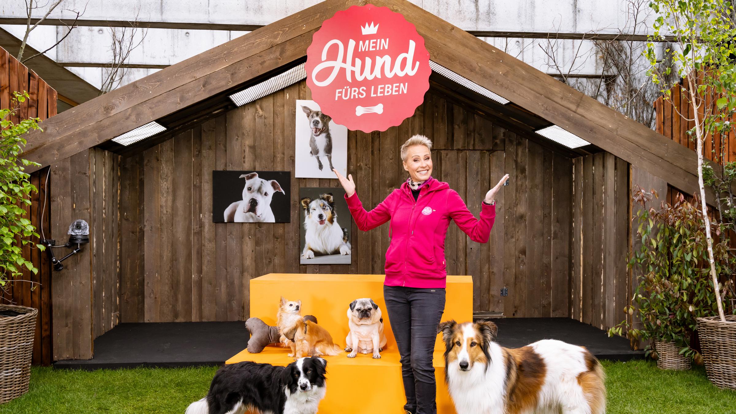 "Mein Hund fürs Leben - Sonja Zietlows Pfoten-Team": Moderatorin Sonja Zietlow steht im Freien vor einer gelben Couch vor einem Holzhaus und lacht in die Kamera. Um sie herum befinden sich mehrere Hunde.