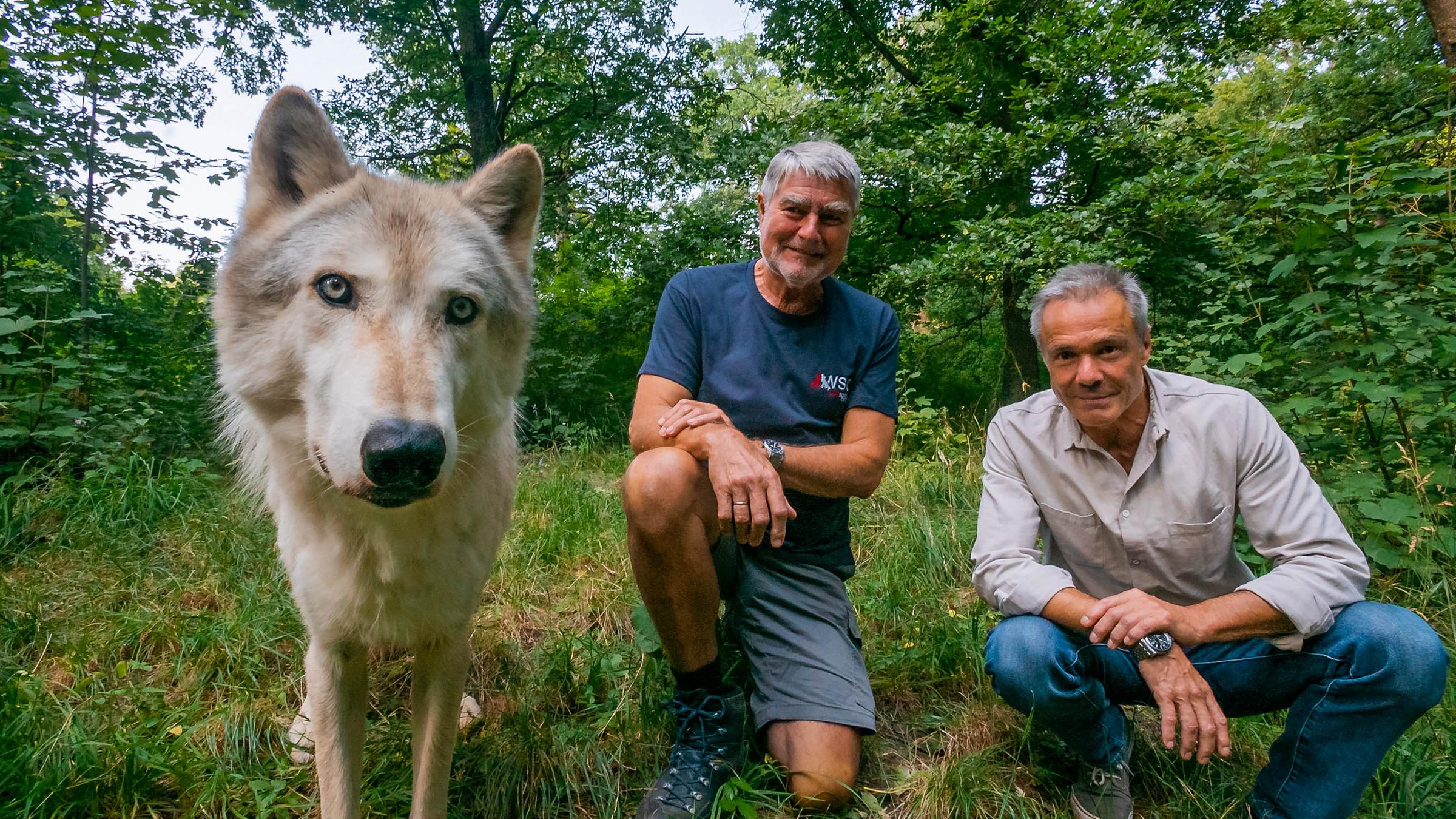 Hannes Jaenicke: Im Einsatz für den Wolf: Zwei Männer in der Hocke neben einem Wolf.