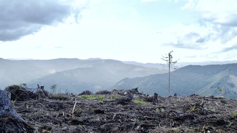 "auslandsjournal - die doku: Auf den Spuren der Umwelt-Mafia": Illegale Rodungen in den Karpaten in der Ukraine. Im Hintergrund ist ein intakter Wald zu sehen.