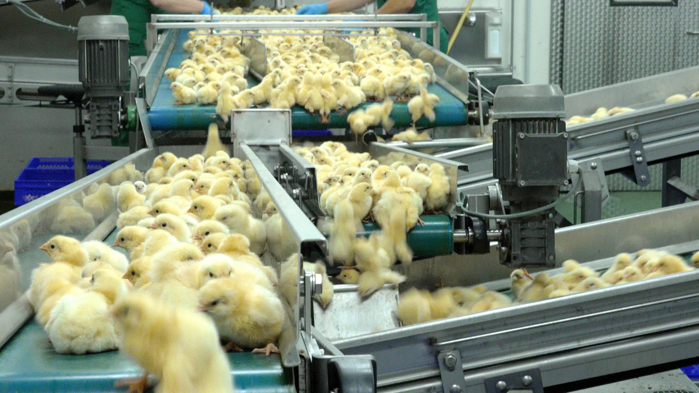 "37° Täglich ein Tier - Leben für das Sonderangebot": Hähnchenküken auf dem Fließband. Im Hintergrund sieht man Hände, die die Küken sortieren.