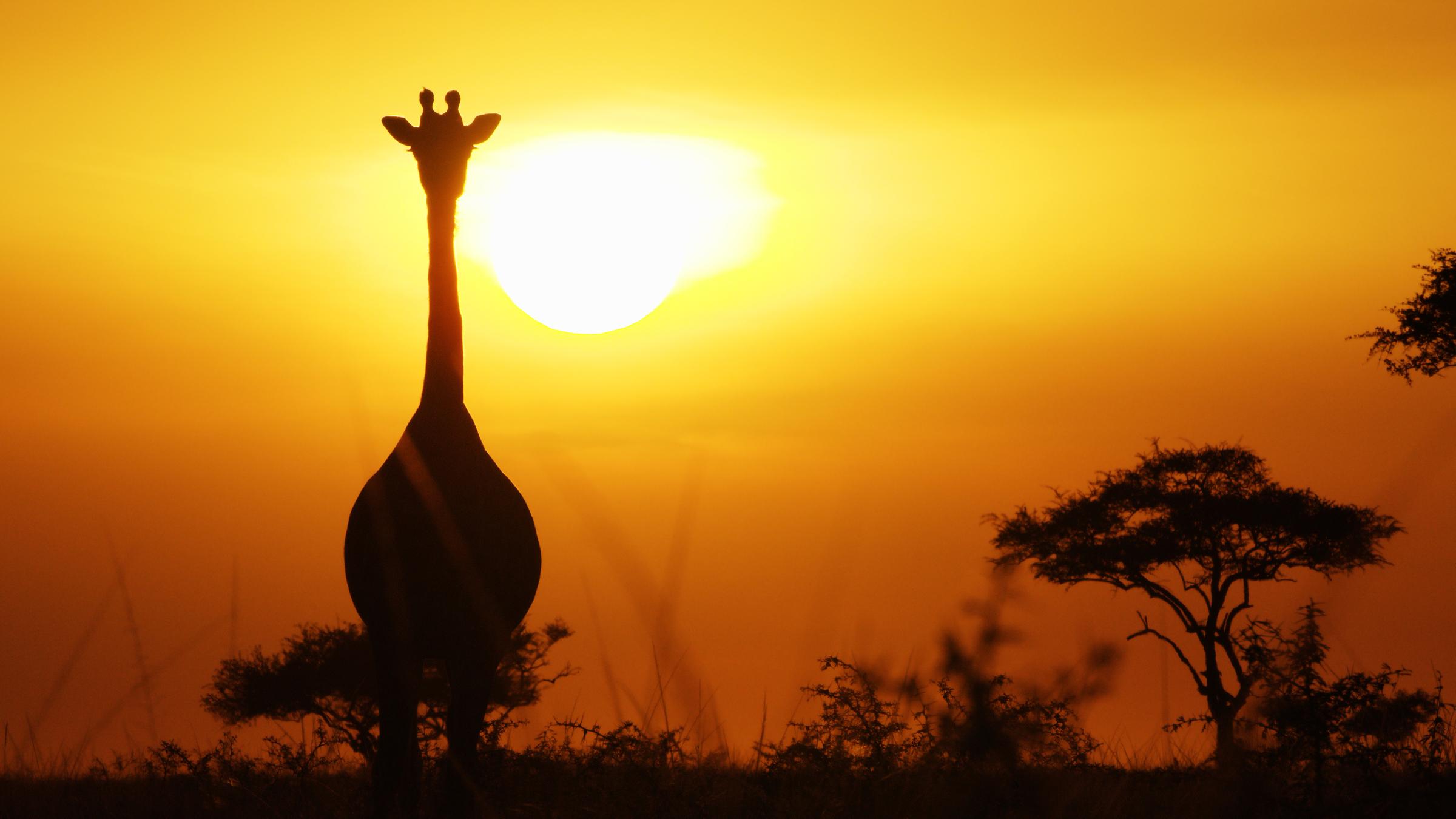 " - Kinder der Savanne": Giraffe vor Sonnenaufgang.