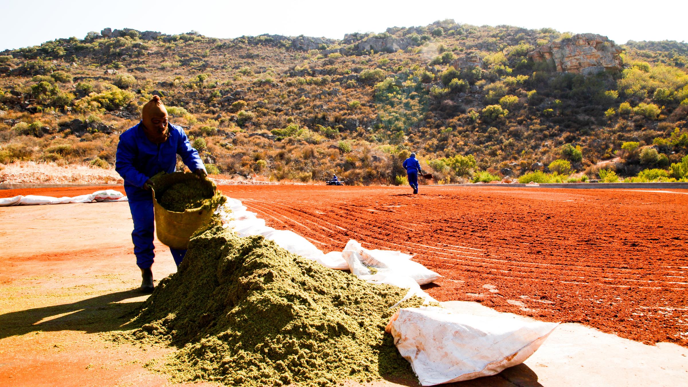 "planet e.: Biopiraten - Wie Stevia & Co geplündert werden": Ein Mann mit Wollmaske und blauen Overall schüttet kleingehäckselten frischen, grünen Rooibos aus einem weißen Plastiksack auf den Boden. Rechts im Bild ist bereits getrockneter roter Rooibos.
