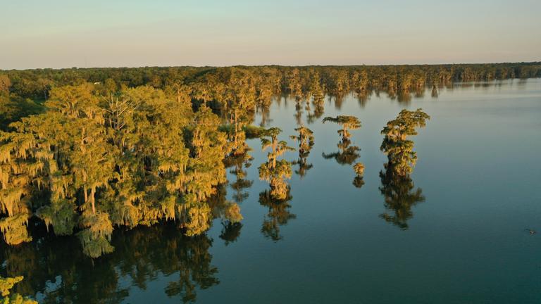 "Terra X: Nordamerikas versteckte Paradiese": Ein Sumpfgebiet mit Bäumen im Wasser.
