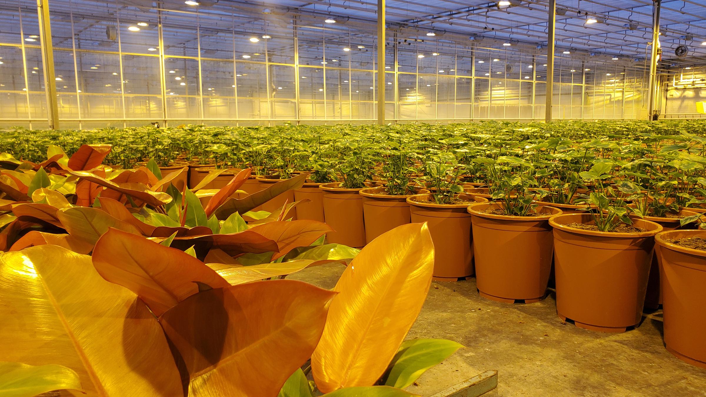 "planet e. : Vorsicht Zimmerpflanzen - Der Klimakiller in den eigenen vier Wänden?": Großes Gewächshaus mit Topfpflanzen, die von Leuchten bestrahlt werden.