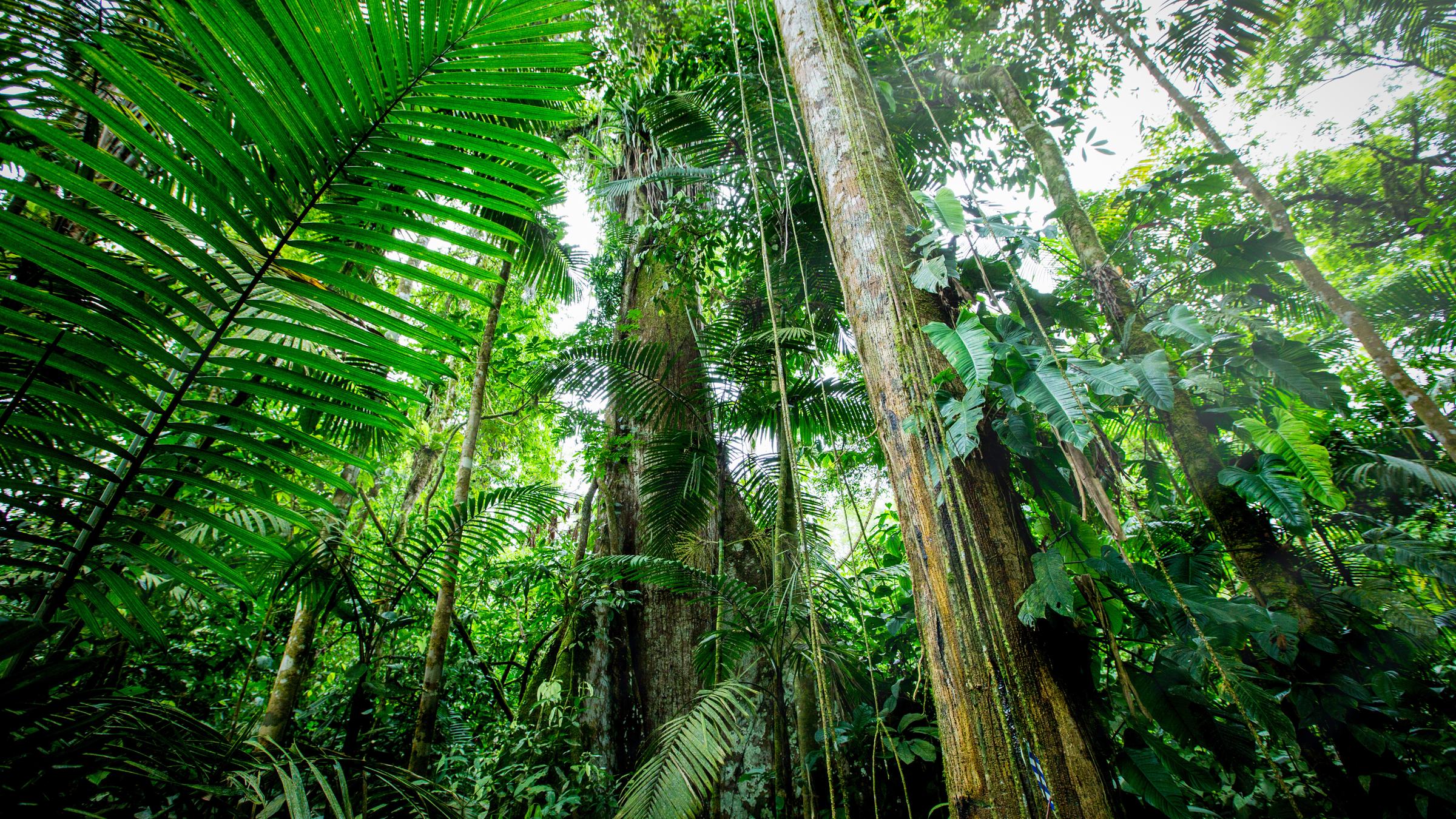 "Terra X: Unser grüner Planet - Tropen": Regenwald-Bäume von unten fotografiert.