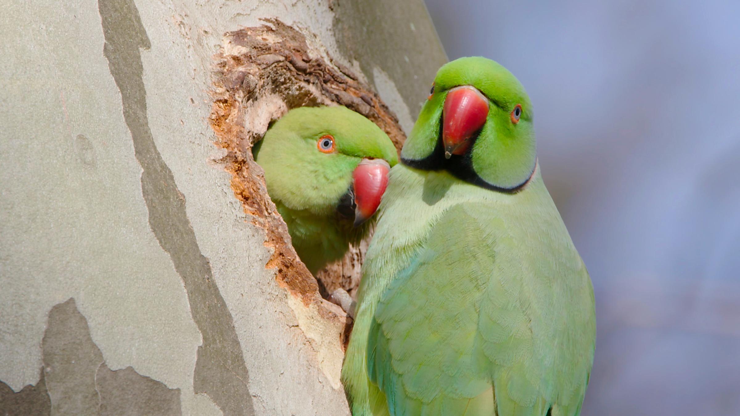 "planet e.: Freche Sittiche - Grüne Invasion in unseren Städten": Ein Halsbandsittich schaut aus einer Bruthöhle heraus. Vor ihm am Stamm sitzt ein zweiter Halsbandsittich.