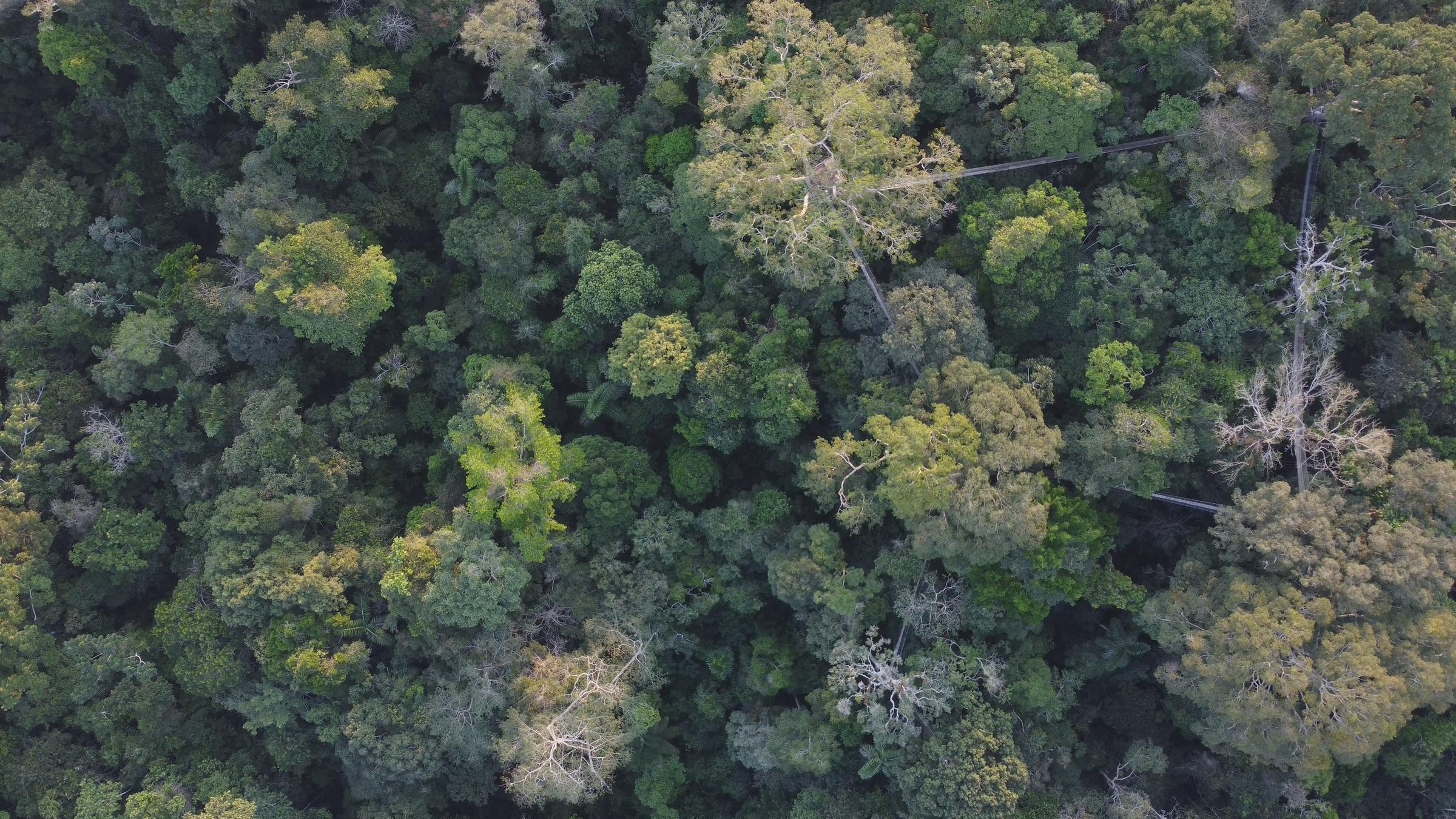 "plan b: Rettet die Baumriesen - Wie Waldgiganten das Klima schützen": Blick von oben auf grüne Baumkronen