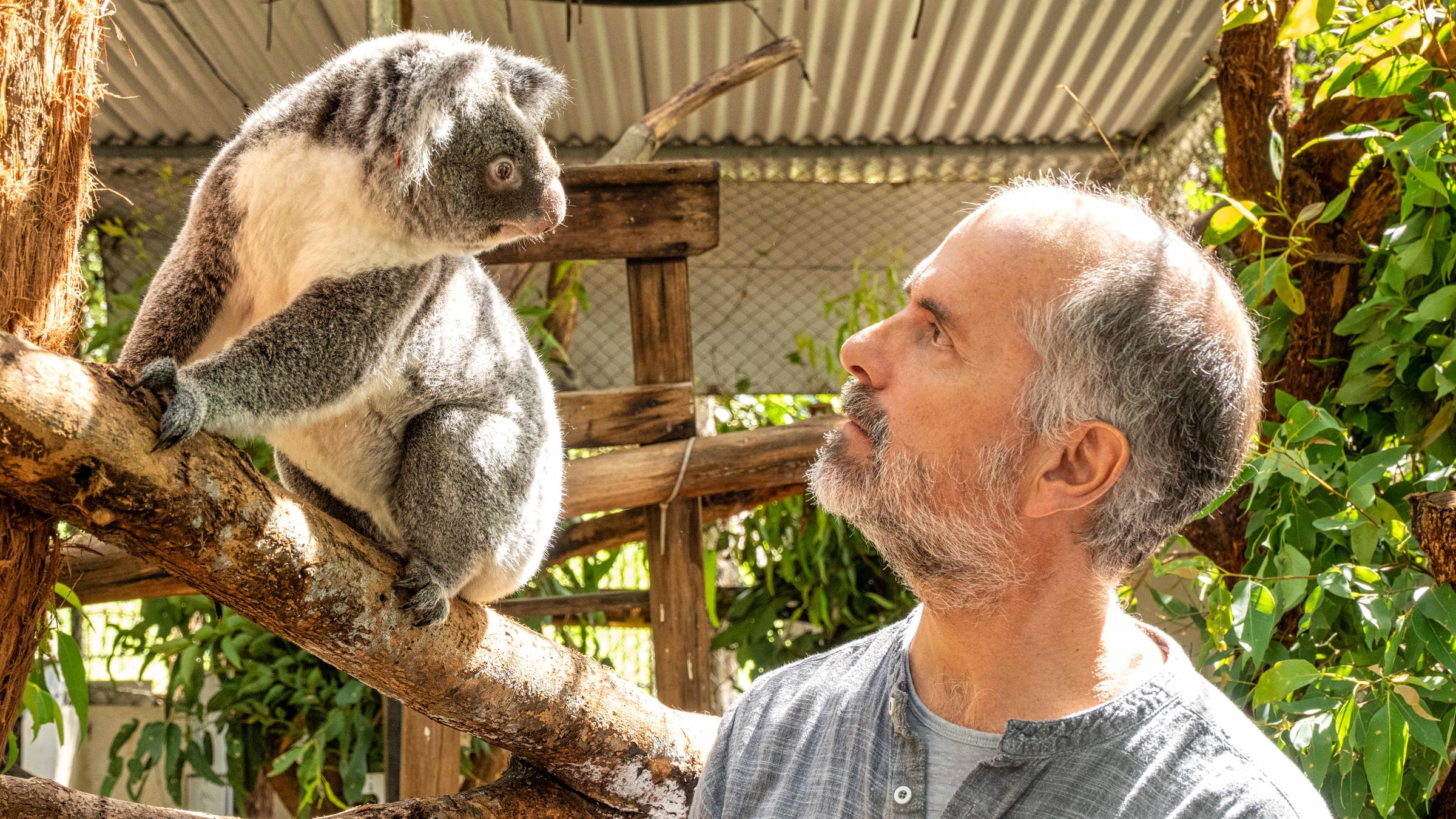 "Terra X: Faszination Erde - Brennendes Australien": Christoph Maria Herbst steht neben einem Koala in der Auffangstation.