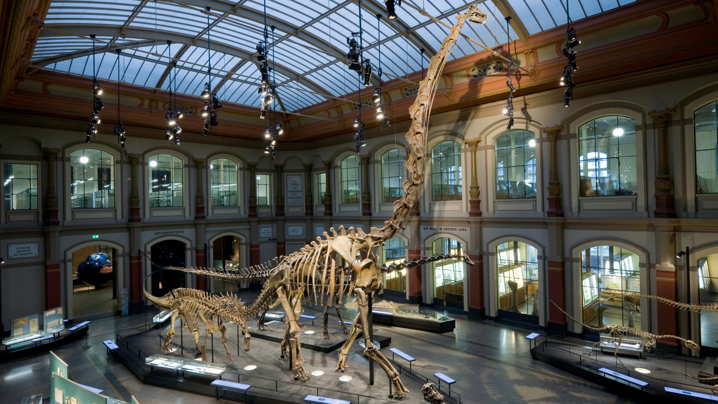 Terra X: Dino Jäger - Auf der Spur der Urzeit-Giganten: Dinosaurierskelett in einer großen Halle mit Glasdach.