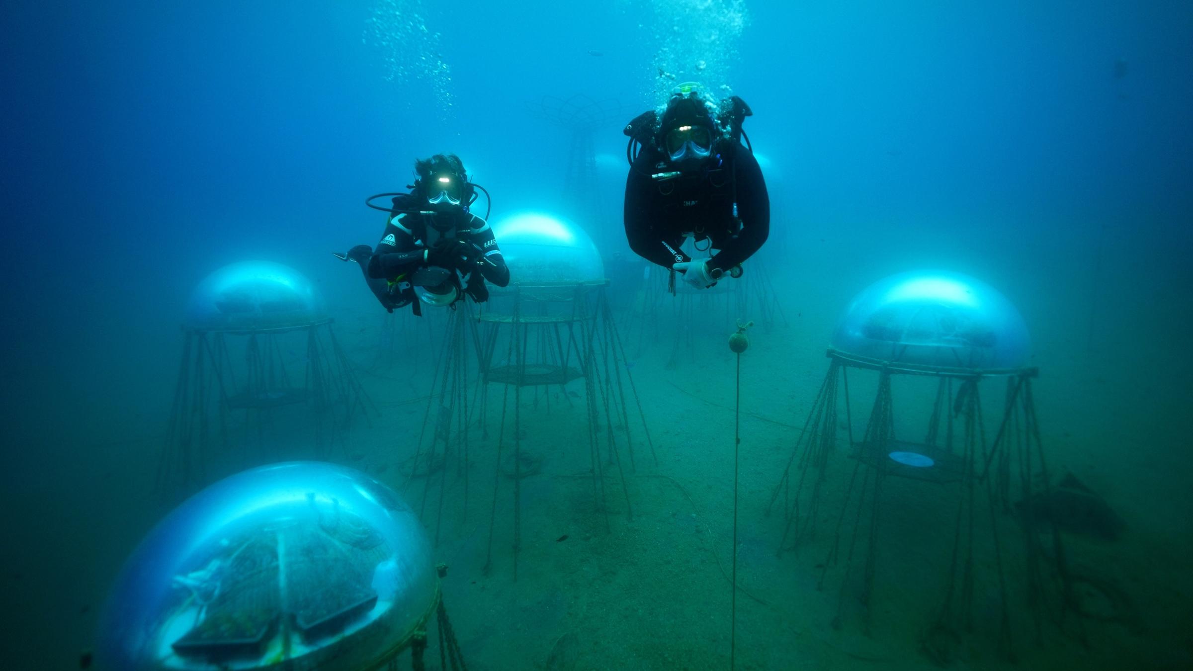 "planet e.: Quallenchips und Algenpesto - Neue Nahrung aus dem Meer": Taucher in einem Unterwassergarten.