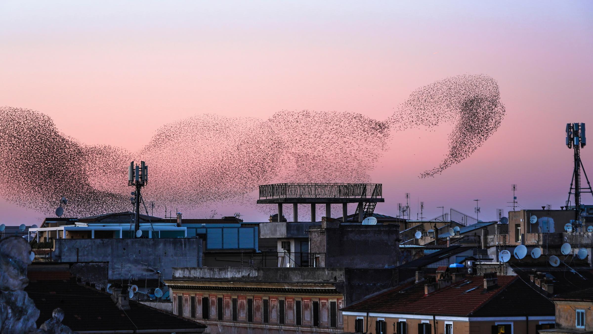 Terra X: Schlaue Schwärme - Geheimnisvolle Sprachen - Von Ameisen und Algorithmen, Schafen und Robotern, Vögeln": Starenschwarm über den Dächern von Rom.
