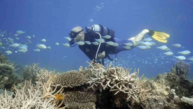 "plan b: SOS Ozean - Hilfe für einen bedrohten Lebensraum": Ein Taucher, Meeresbiologe Alasdair Harris, schwimmt durch ein Riff mit kleinen Fischen.