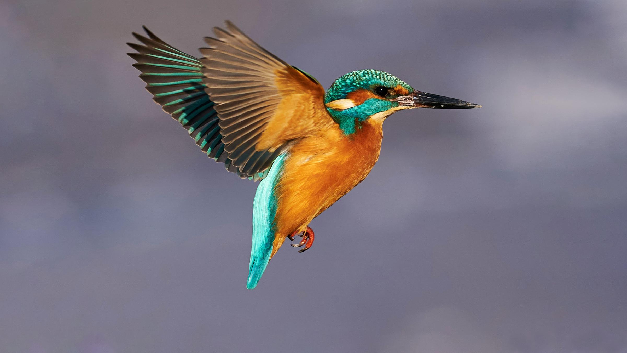 "Inspired by Nature: Geniale Technologien (1/3) - Bewegen – Greifen - Haften": Ein Eisvogel im Anflug, seitliche Aufnahme.
