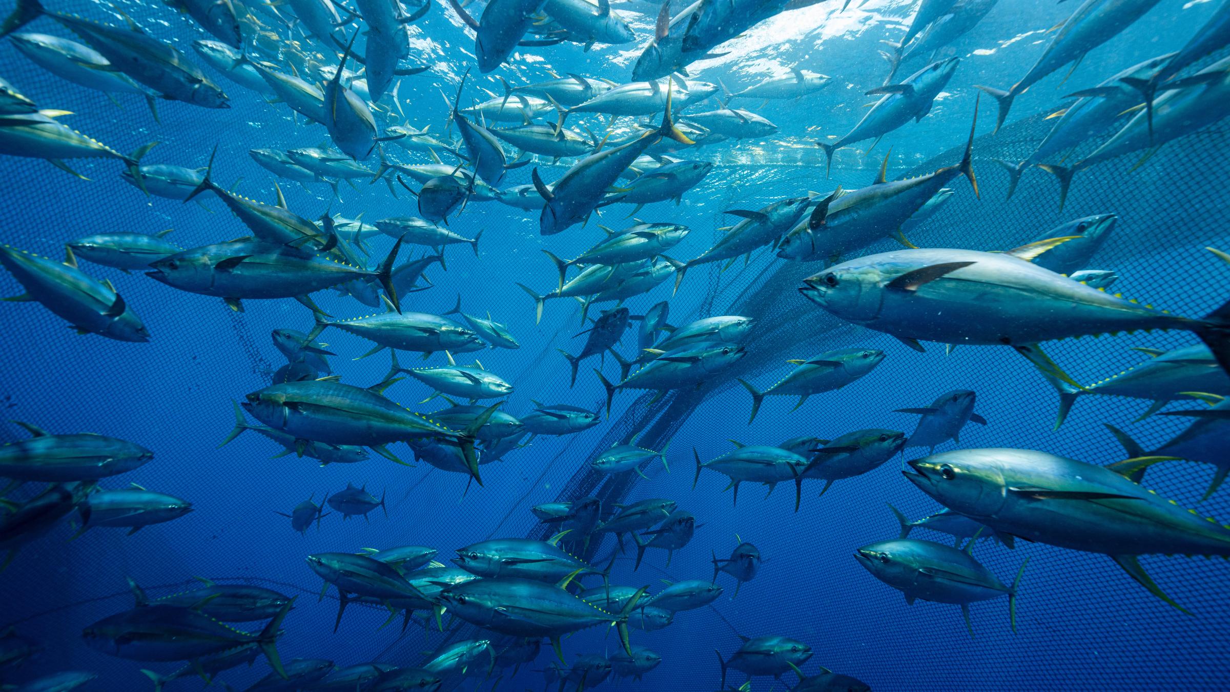 "Terra X: Thunfisch - Der bedrohte Jäger": Unterwasseraufnahme: Ein Thunfischschwarm sitzt in der Falle: Das Ringwadennetz umschließt den ganzen Schwarm.