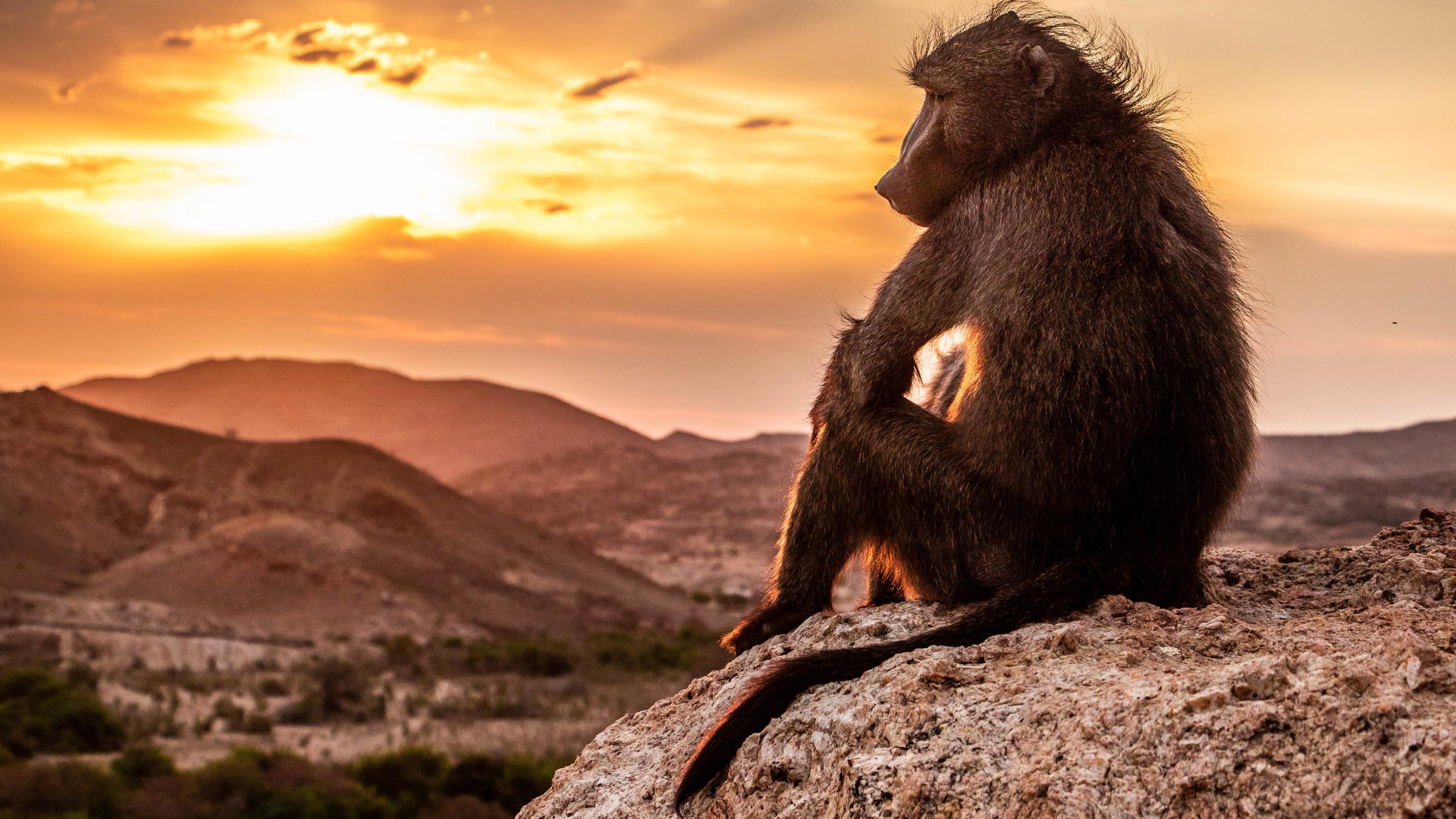 "Terra X: Unsere Erde III - Von Bärenpavianen und Tanzvögeln": Ein Pavian sitzt auf einem Felsen in der Abendsonne.