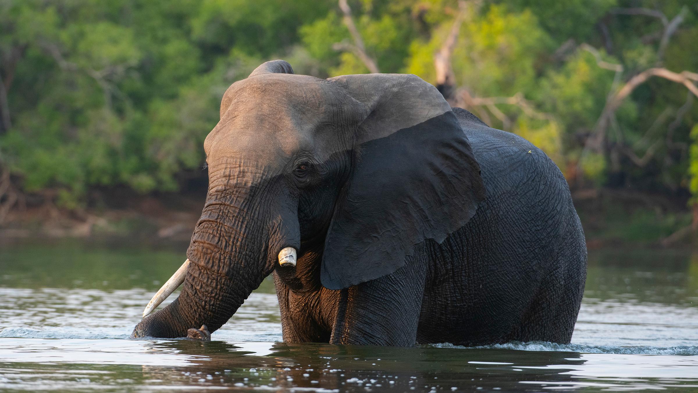  "Die Victoriafälle - Elefanten auf der Spur": Ein Elefant steht im Wasser.