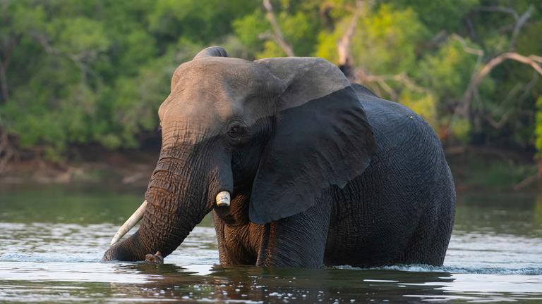  "Die Victoriafälle - Elefanten auf der Spur": Ein Elefant steht im Wasser.