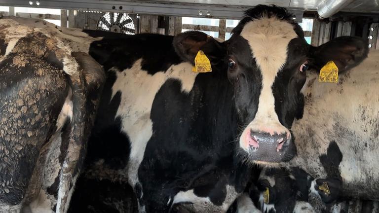 "37 Grad: Tiertransporte: Gefangen zwischen Grenzen": Schwarz-weiße Kühe stehen in einem Lkw dicht beieinander, eine Kuh schaut direkt in die Kamera. An den Ohren tragen die Kühe gelbe, deutsche Ohrmarken.