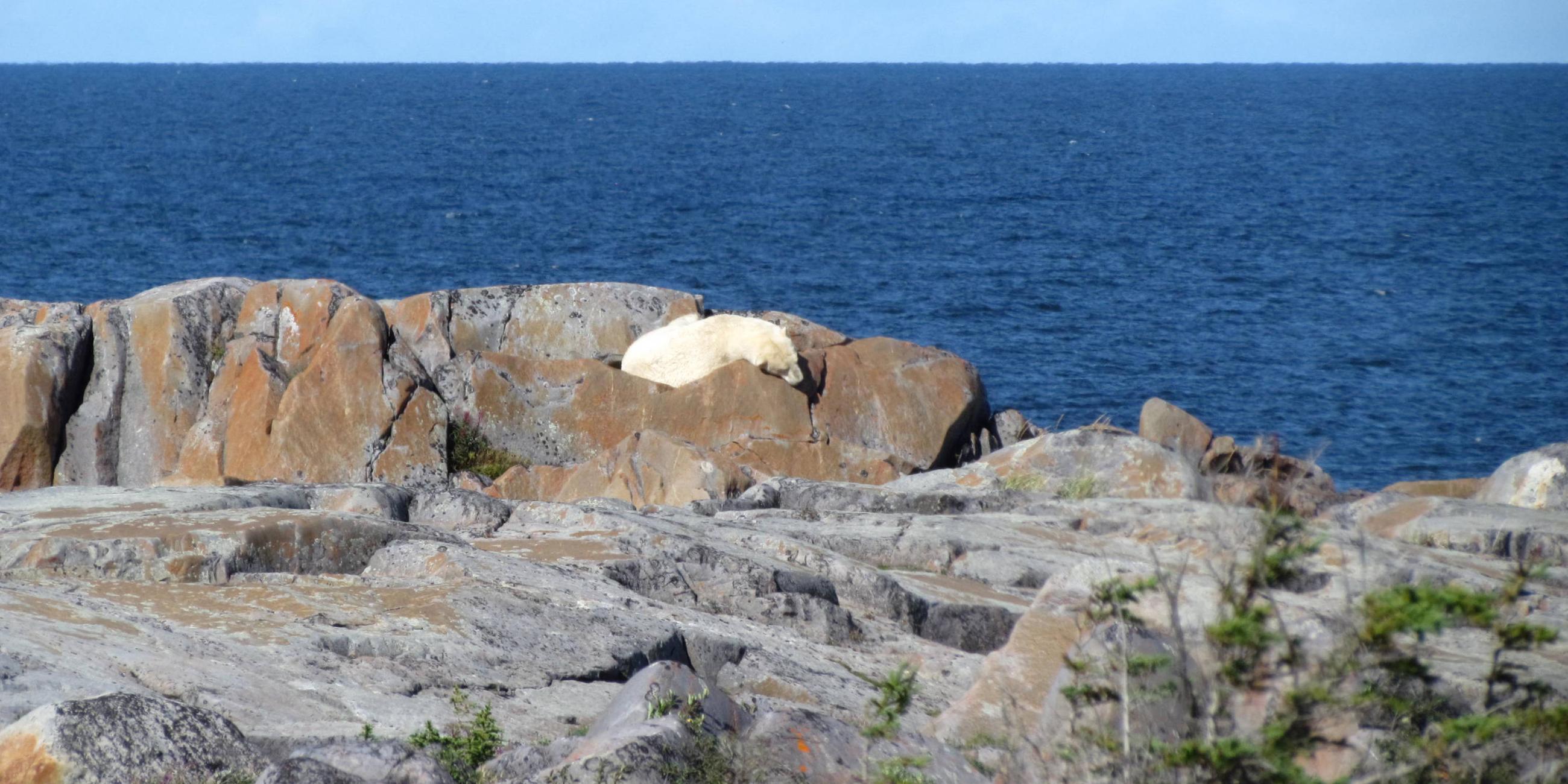 Schlafender Eisbär an der Hudson Bay