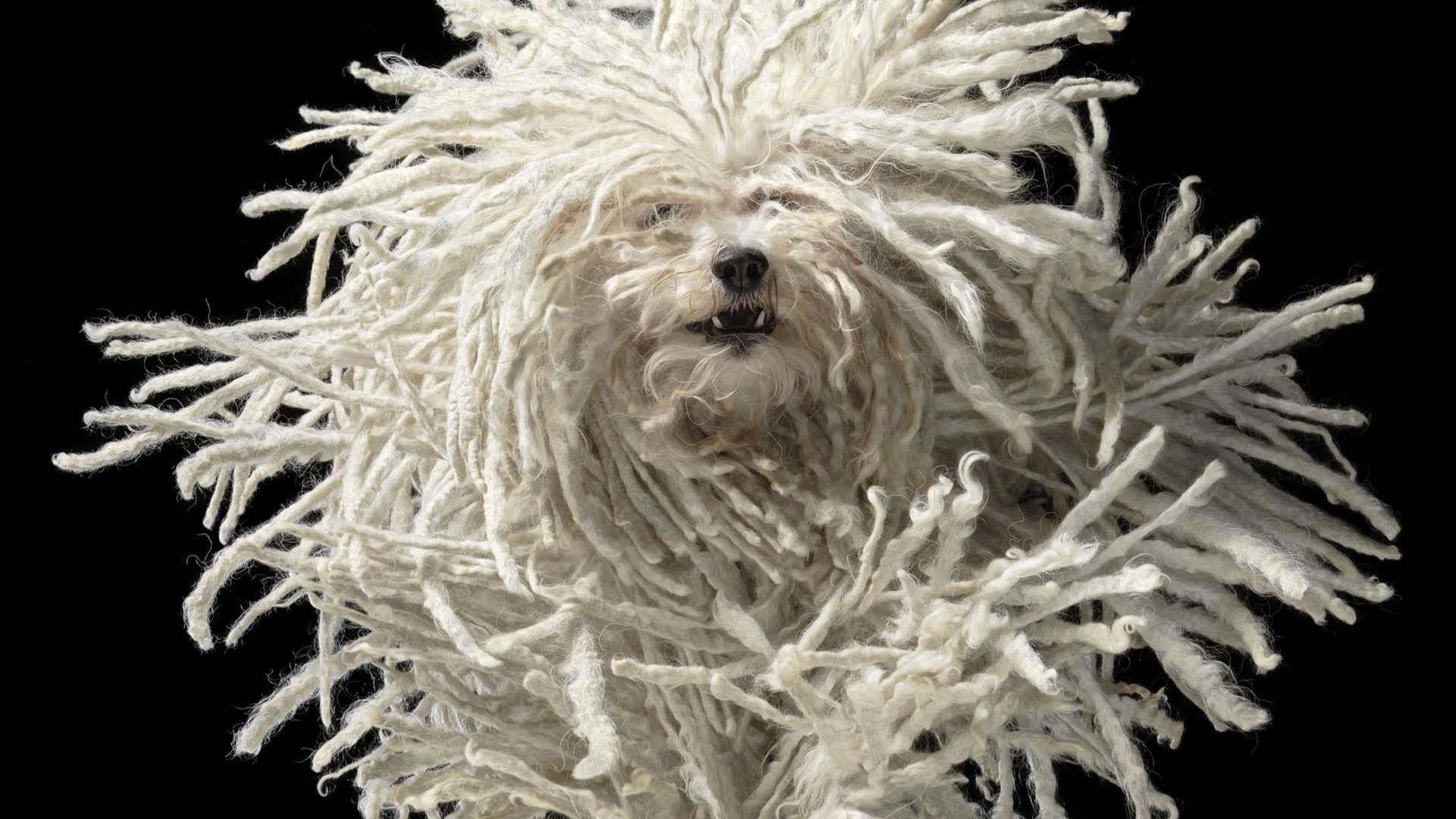 Tierisch fotogen