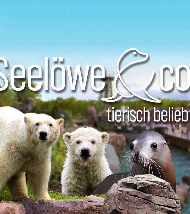 Seelöwe & Co. - tierisch beliebt
