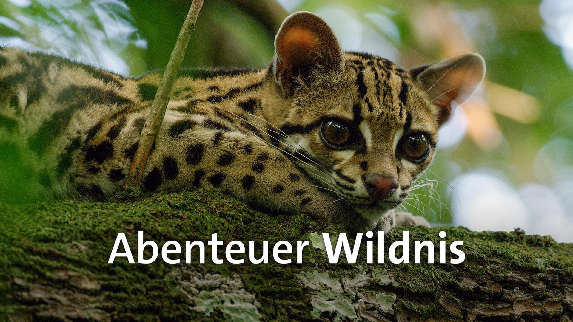 Abenteuer Wildnis