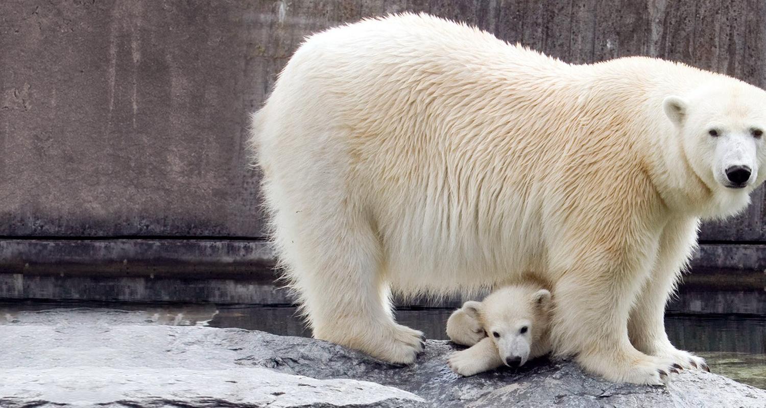 Eisbär, Affe & Co.