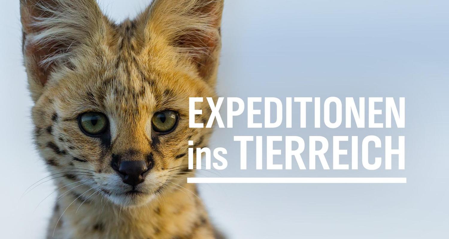 Expeditionen ins Tierreich