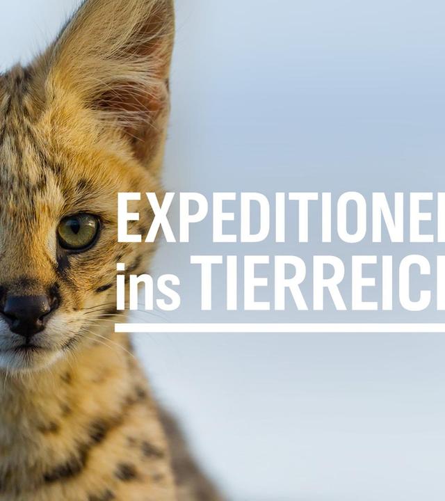 Expeditionen ins Tierreich