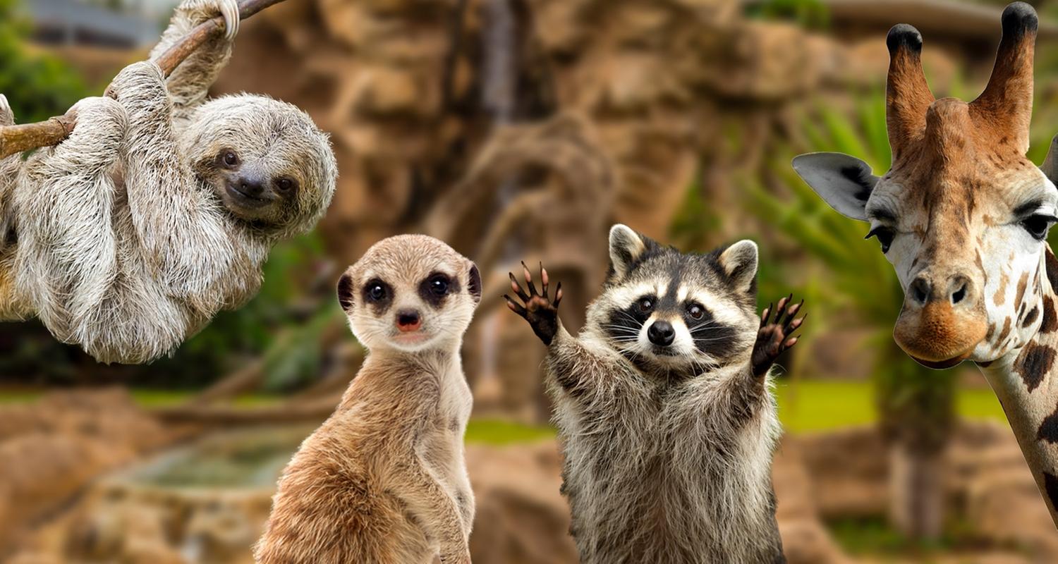 Giraffe, Erdmännchen & Co. 